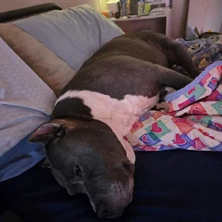 American Bully
