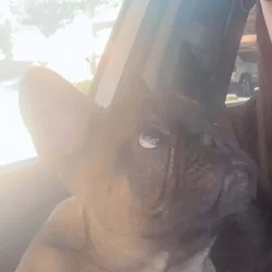 Frenchie