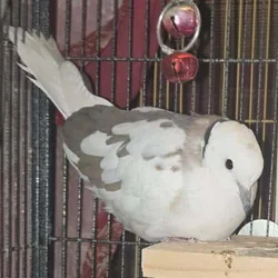 Ringneck Collared Dove for sale