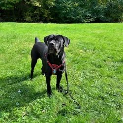 2 going on 3 years Cane Corso