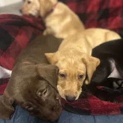 Labrador Retriever Puppies