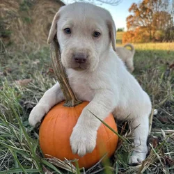 Yellow Lab Puppies