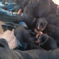 Purebread Rottweiler puppy's for sale $900 each.