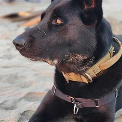 Black German Shepherd Shadow