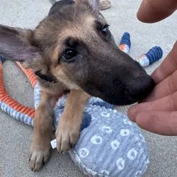 German Shepherd Puppy 4 Month Old
