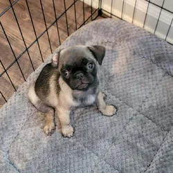 Pug Puppies for Sale