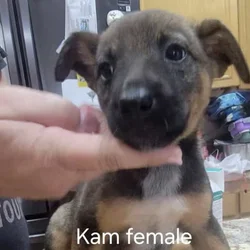Belgian Malnois/Australian Cattle Dog Hybrid