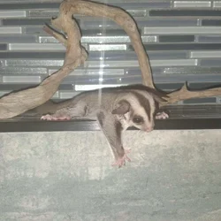 Sugar Glider Joeys