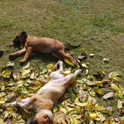Puppies 14wks Healthy