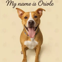 2yr Old Pit Mix Rescue Boy Needs Home