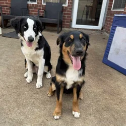 Adorable Bonded Pair Sweet, Friendly Puppies