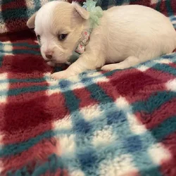 Long Coat Chihuahua Puppy