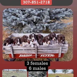 German Shorthair Pointer pippies
