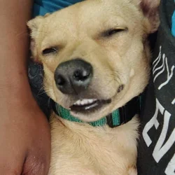 8 month old chiweenie