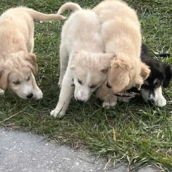 Goberian Puppies