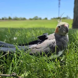 Sell my parrot