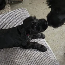 Giant Schnauzer for sale