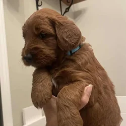 F1B Red Goldendoodle Litter
