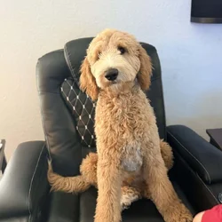 Fully Trained 6 Month Old Goldendoodle Puppy