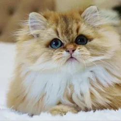 Black Golden Shaded (ny12) British Longhair/ Short