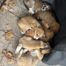 Great Pyrenees x Hound Mix Puppies
