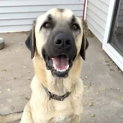 Purebred Anatolian Shepard and his little bro