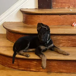 German Shepard puppies need homes asap