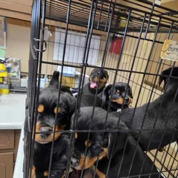 GermanRottweiler puppies parents both on-site, AKC