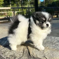 Help Scott Find a New Home