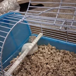 Two mouses