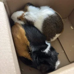 Guinea Pigs
