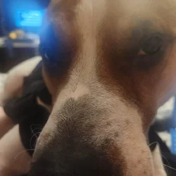 Rehoming Prince