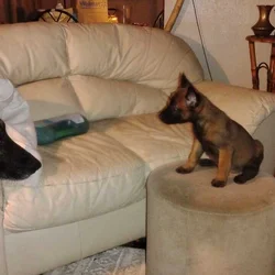 Belgium malinoise puppies