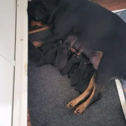 Serbian Rottweiler's