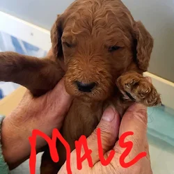 F2b Goldendoodles