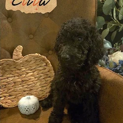 Good As Goldendoodles 6