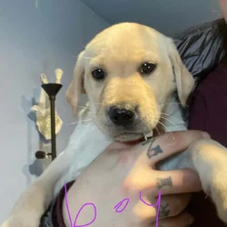 Purebred Labrador retriever puppies