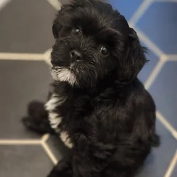 Shorkipoo Puppy