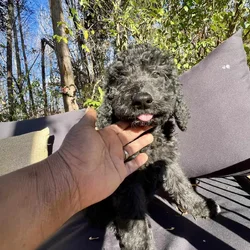 Medium goldendoodle puppy