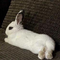 Beautiful bunny looking for a loving home
