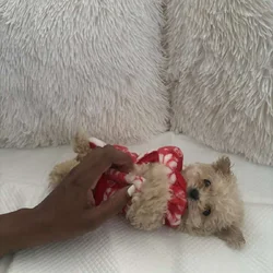 Bichon Puppies