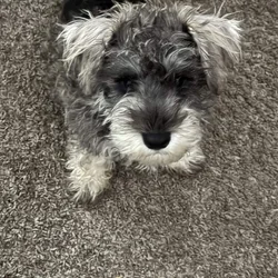 AKC puppy 4 sale
