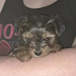 Yorkie Puppy