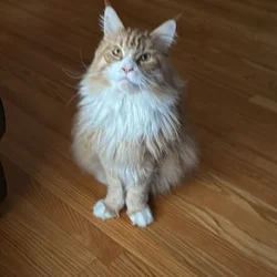 Maine coon