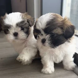 Mini Shih Tzu Puppies