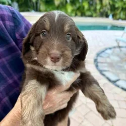 Aussipoo Puppies