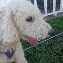 Free Golden doodles