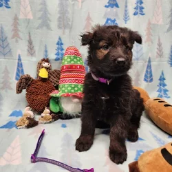 DDR Dark Sable import litter