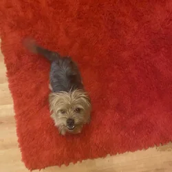 Yorkie/shih tzu in need of a new home