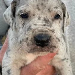 Italian Daniff Puppies (cane corso/Great Dane)